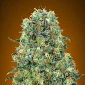 Critical Mass - ADVANCED SEEDS | TanieSianie.pl