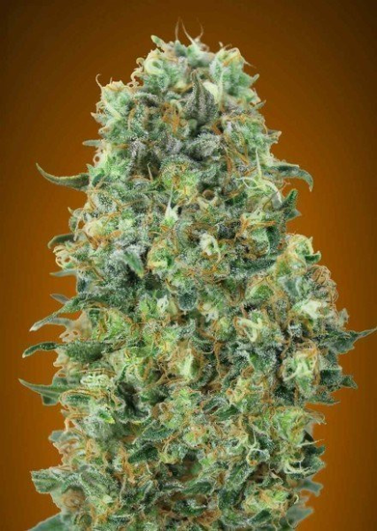 Critical Mass - ADVANCED SEEDS | TanieSianie.pl
