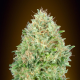 Pineapple Glue - ADVANCED SEEDS | TanieSianie.pl