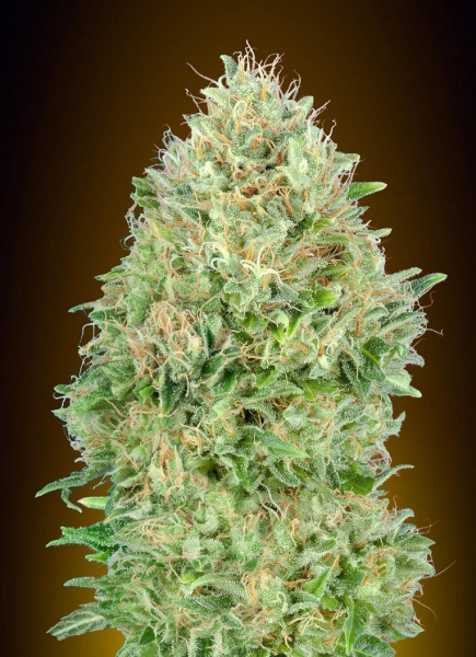 Pineapple Glue - ADVANCED SEEDS | TanieSianie.pl