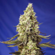 Runtz XL Auto - SWEET SEEDS | TanieSianie.pl