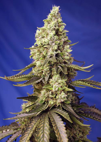Runtz XL Auto - SWEET SEEDS | TanieSianie.pl