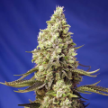 Runtz XL Auto - SWEET SEEDS