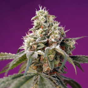Bruce Banner Auto - SWEET SEEDS | TanieSianie.pl