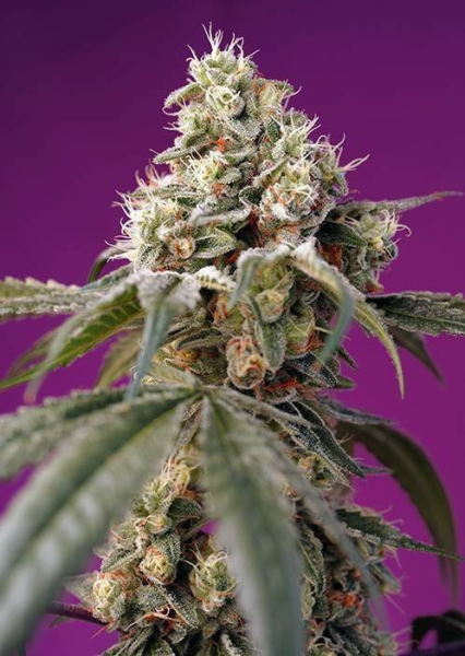Bruce Banner Auto - SWEET SEEDS | TanieSianie.pl