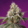 Bruce Banner Auto - SWEET SEEDS