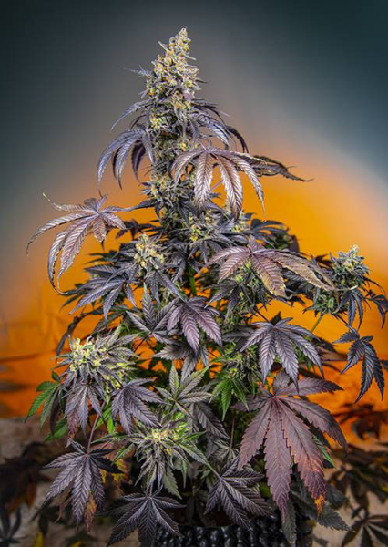 Red Gorilla Girl XL Auto - SWEET SEEDS | TanieSianie.pl