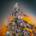 Red Gorilla Girl XL Auto - SWEET SEEDS