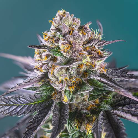 Red Strawberry Banana Auto - SWEET SEEDS | TanieSianie.pl