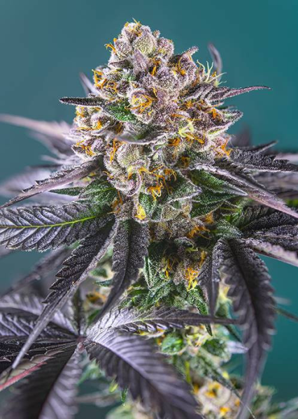 Red Strawberry Banana Auto - SWEET SEEDS | TanieSianie.pl