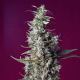 Sweet Cherry Pie - SWEET SEEDS | TanieSianie.pl