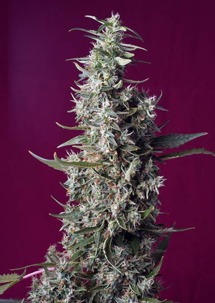 Sweet Cherry Pie - SWEET SEEDS | TanieSianie.pl