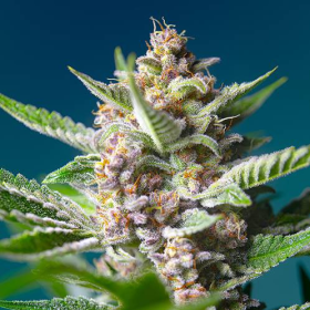Purple Punch OG - SWEET SEEDS | TanieSianie.pl