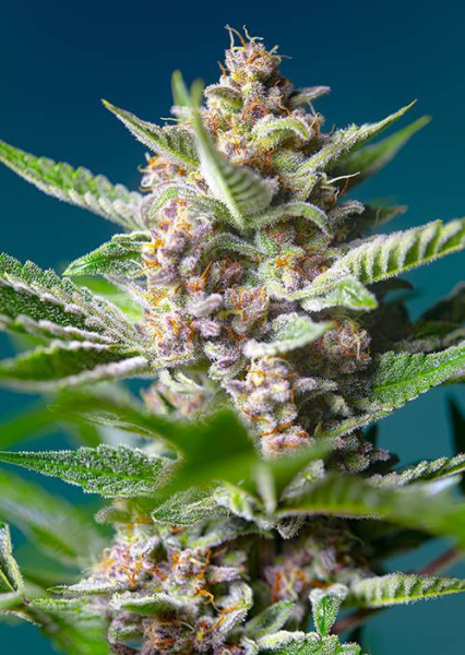 Purple Punch OG - SWEET SEEDS | TanieSianie.pl