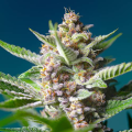 Purple Punch OG - SWEET SEEDS