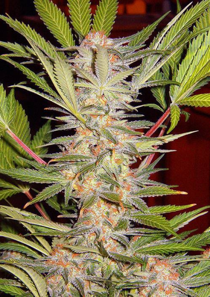S.A.D. Sweet Afgani Delicious S1 - SWEET SEEDS | TanieSianie.pl