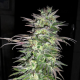 Snow Bud - DUTCH PASSION | TanieSianie.pl