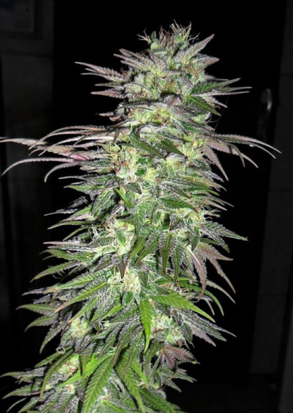 Snow Bud - DUTCH PASSION | TanieSianie.pl