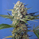Crystal Candy F1 Fast Version - SWEET SEEDS | TanieSianie.pl