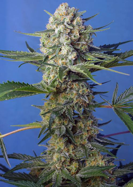 Crystal Candy F1 Fast Version - SWEET SEEDS | TanieSianie.pl