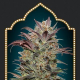 Auto Chocolate Cream - 00 SEEDS BANK | TanieSianie.pl