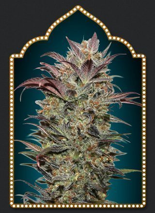 Auto Chocolate Cream - 00 SEEDS BANK | TanieSianie.pl
