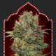 Auto Chocolate Kush - 00 SEEDS BANK | TanieSianie.pl