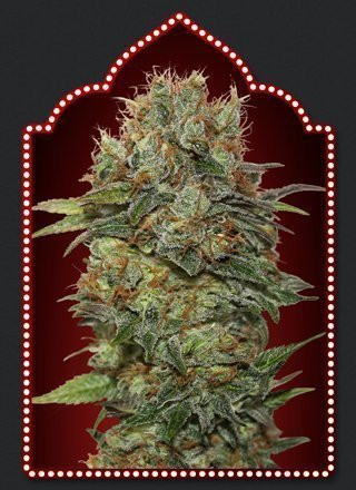 Auto Chocolate Kush - 00 SEEDS BANK | TanieSianie.pl