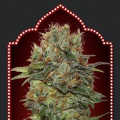 Auto Chocolate Kush - 00 SEEDS BANK