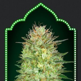 Auto Sweet Critical - 00 SEEDS BANK | TanieSianie.pl