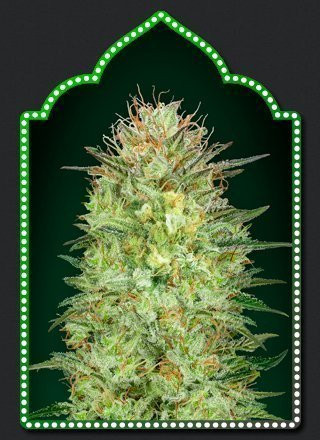 Auto Sweet Critical - 00 SEEDS BANK | TanieSianie.pl