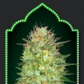 Auto Sweet Critical - 00 SEEDS BANK