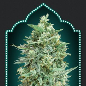 Auto Northern Lights XXL - 00 SEEDS BANK | TanieSianie.pl