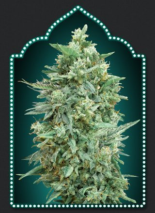 Auto Northern Lights XXL - 00 SEEDS BANK | TanieSianie.pl