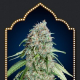 Chocolate Skunk CBD - 00 SEEDS BANK | TanieSianie.pl