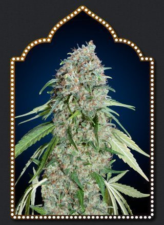 Chocolate Skunk CBD - 00 SEEDS BANK | TanieSianie.pl