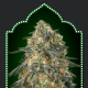 Gorilla - 00 SEEDS BANK | TanieSianie.pl