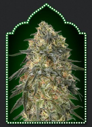 Gorilla - 00 SEEDS BANK | TanieSianie.pl