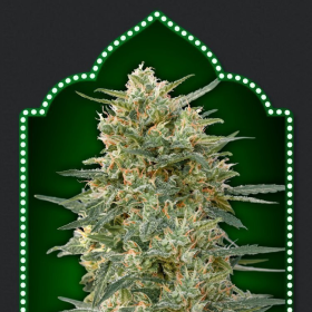 Gorilla Fast - 00 SEEDS BANK | TanieSianie.pl