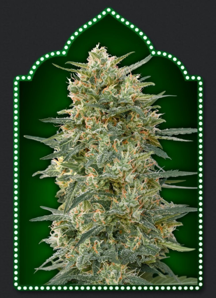 Gorilla Fast - 00 SEEDS BANK | TanieSianie.pl