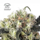 Snow Bud - DUTCH PASSION | TanieSianie.pl