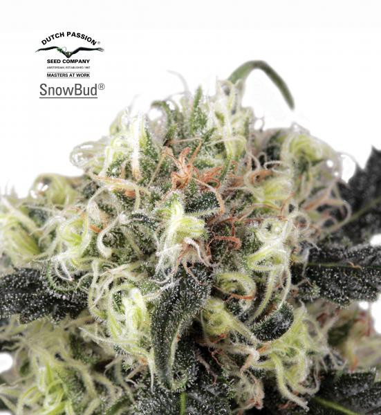 Snow Bud - DUTCH PASSION | TanieSianie.pl