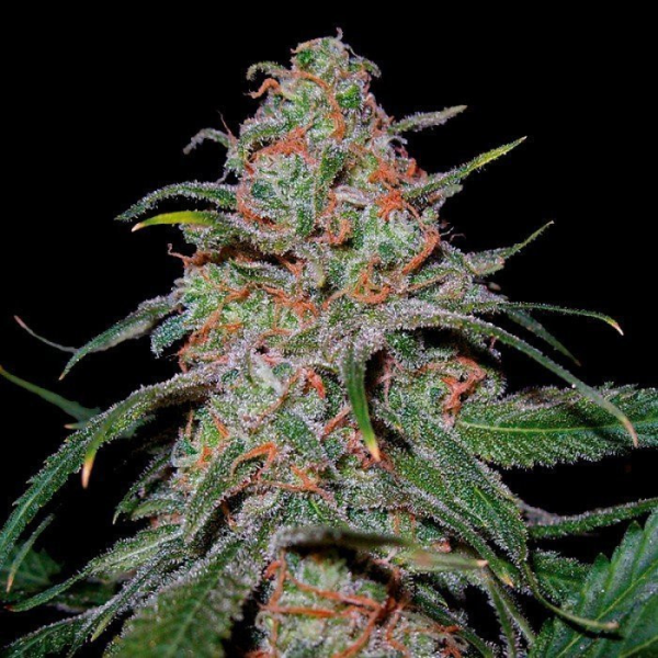 Lemon Skunk | TanieSianie.pl