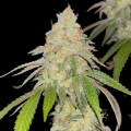 Orange Bud Original (Fast Version)