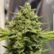 Somango Haze | TanieSianie.pl