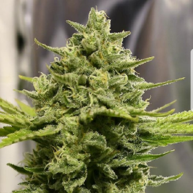 Somango Haze | TanieSianie.pl