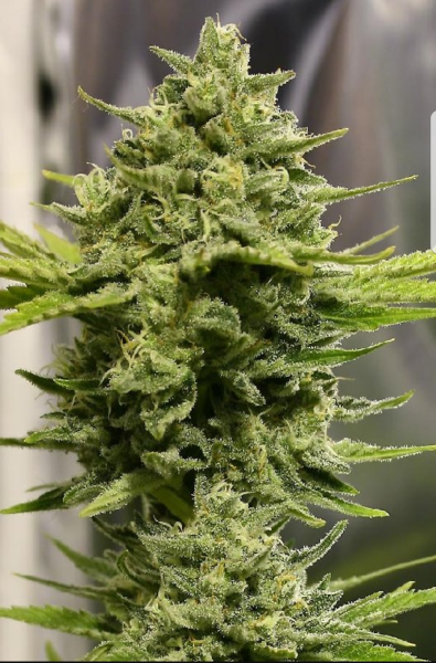 Somango Haze | TanieSianie.pl