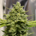 Somango Haze
