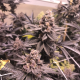 Tropicana Cookies | TanieSianie.pl