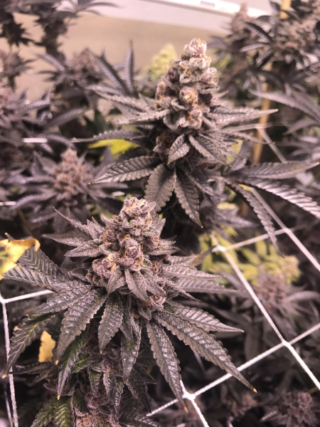 Tropicana Cookies | TanieSianie.pl